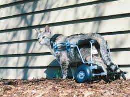 cats ed s wheels for pets the