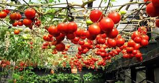 Ever Tried Growing Tomatoes Upside Down