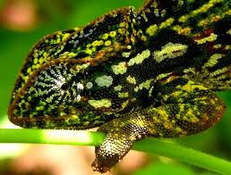 carpet chameleon care sheet reptiles
