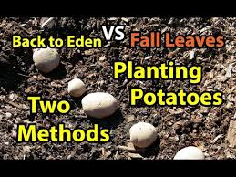 Planting Potatoes Back To Eden