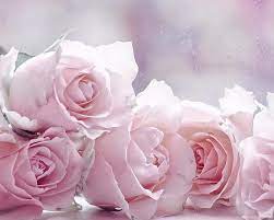 the four pastel roses hd wallpapers