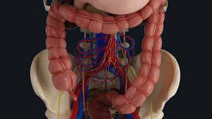 the large intestine complete anatomy