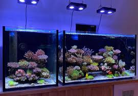 Takaki's Japanese 'Nature Aquarium' Style Reef Tank | Reef Builders | The  Reef and Saltwater Aquarium Blog gambar png