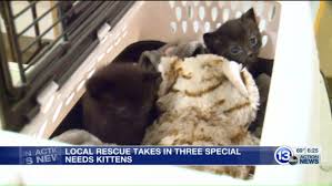 Please choose a different date. Special Needs Kitten Has A Special Connection With Inmates At Ohio Prison