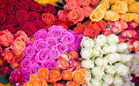 Our wholesale bulk flowers make it easy to get everything you need in just a few clicks. What Are The Cheapest Flowers To Buy In Bulk Blooms By The Box