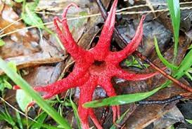 .:Starfish Fungus:. Minecraft Skin