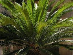 Water Requirements For Sago Palm Trees