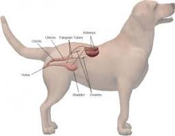 Image result for animal reproductive system