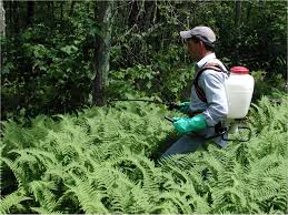 Controlling Invasive Plants In Small Woodlots