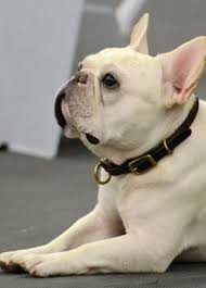 New and used items, cars, real estate, jobs, services, vacation rentals and more virtually anywhere in canada. Welcome To The French Bull Dog Club Of America