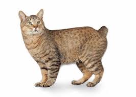 large domestic cat breeds petfinder