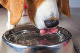 own electrolyte water for dogs