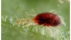 Maybe you would like to learn more about one of these? How To Get Rid Of Spider Mites On Cannabis Plants Fast Buds