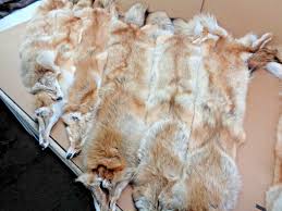 xl hvy rare red coyote hide