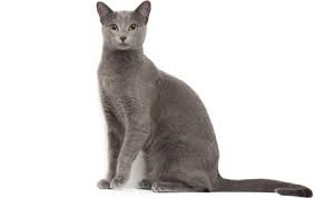 See more ideas about russian blue cat, russian blue, blue cats. Russian Blue Cat Breed Information Pictures Characteristics Facts