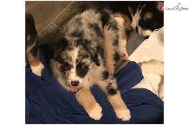 Our mission is to send a loving pup to a loving home. Australian Shepherd Puppy For Sale Near Eugene Oregon 15a4c9af Aa01