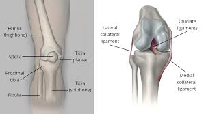 The lower leg extends from the knee to the ankle. Fractures Of The Proximal Tibia Shinbone Orthoinfo Aaos