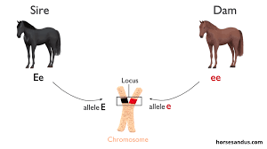 horse color genetics explained