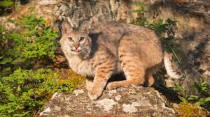 25 facts about bobcats mental floss
