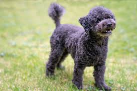 black toy poodle an honest guide to