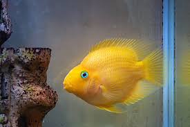 parrot fish background images hd