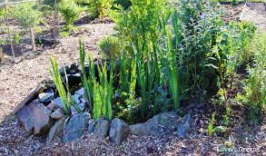 Build A Small Pond For The Garden