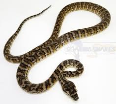 caramel carpet python traits morphpedia