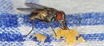 How To Get Rid Of Flies Effectively