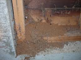 i ve got moisture ants in my house