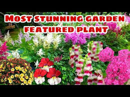 top favorites garden plants you