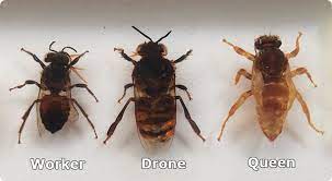 drones and worker bees