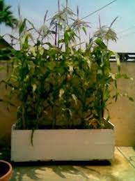 Growing Corn In A Container Garden