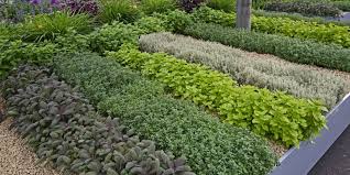 Planting Perennial Herbs In Zones 7 And