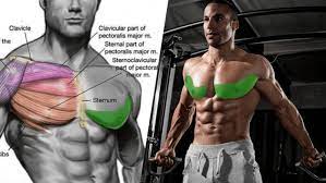 forgotten lower chest exercises to