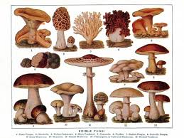 Magical Mushrooms The Allure Of Edible Fungi Tori Avey