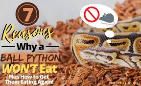 ball python not eating here re 7