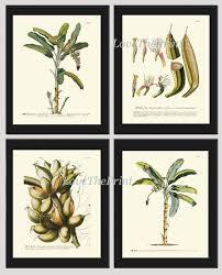 Amazon Com Banana Palm Tree Print Set Of 4 Antique