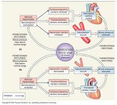 Cardiovascular System Short Term And Long Term Regulation