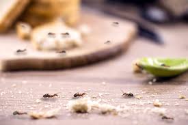 can ants damage your home