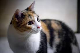 Secara genetika, kelahiran anak kucing tersebut itu jarang terjadi. 10 Fakta Dan Mitos Kucing Kembang Telon Lengkap