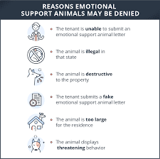 Emotional support animal prescription letter for. Emotional Support Animal Laws For Rentals What You Need To Know Turbotenant