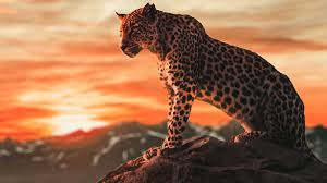 cheetah morning time 4k wallpaper hd