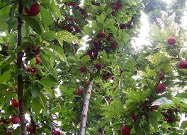 Fruit Tree Wikipedia