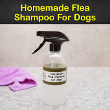 homemade flea shoo recipes for dogs
