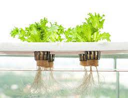 is hydroponic plantation beneficial