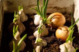 Pemupukan bawang putih secara hidroponik perlu diberikan secara berkala. Cara Menanam Bumbu Dapur Di Pot Mudah Dan Bermanfaat Bukareview