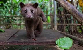 Civets are not true cats, but the civet. Civet Coffee Why It S Time To Cut The Crap Coffee The Guardian