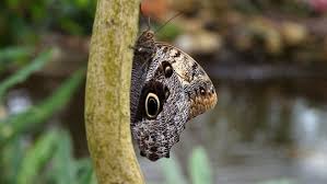 Schmetterlinge sind nach käfern die artenreichste insektenordnung. Garten Der Schmetterlinge In Friedrichsruh Ndr De Ratgeber Reise Tierparks