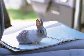 how to travel with a rabbit in a car