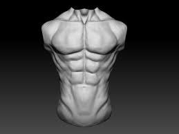 In 1893, robert wiedersheim published the structure of man, a book on human anatomy and its relevance to man's evolutionary history. Artstation Human Male Torso Anatomy Study D Laurence King